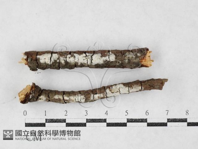 剛毛絲皮菌藏品圖，第1張