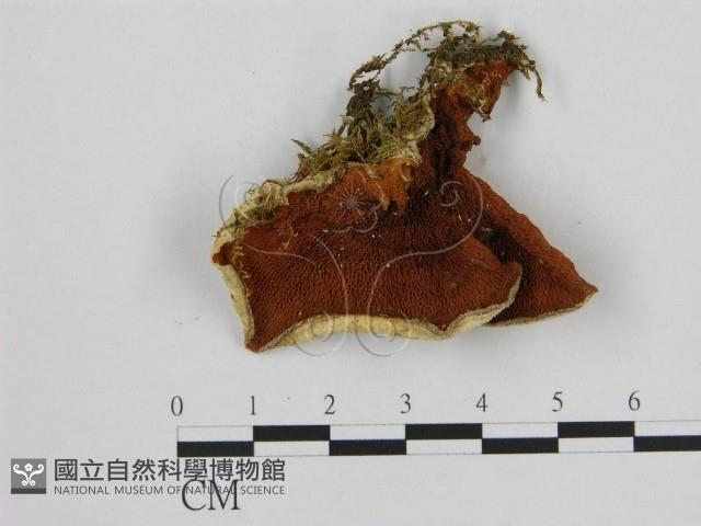 登錄號:F0007188藏品圖，第1張