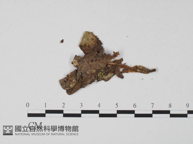 登錄號:F0017188藏品圖，第1張