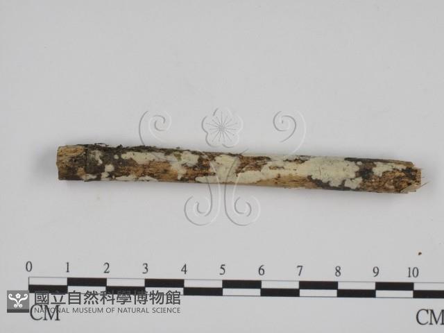 登錄號:F0015188藏品圖，第1張