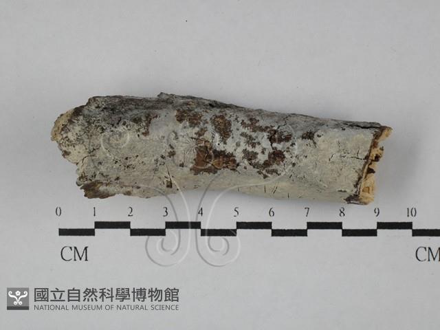 顯絲菌屬藏品圖，第1張