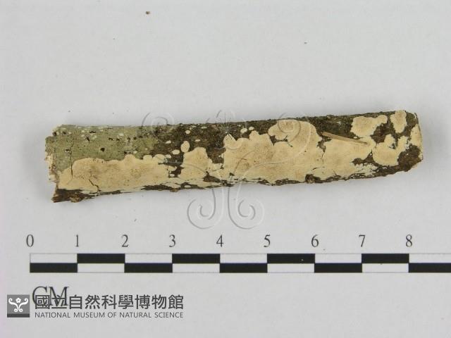 登錄號:F0009188藏品圖，第1張