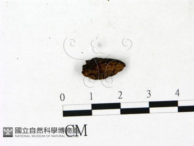 登錄號:F0023188藏品圖，第1張