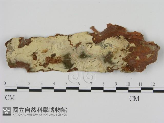 剛毛絲皮菌藏品圖，第1張