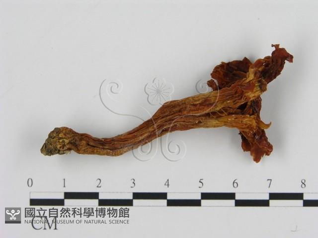 登錄號:F0013188藏品圖，第1張