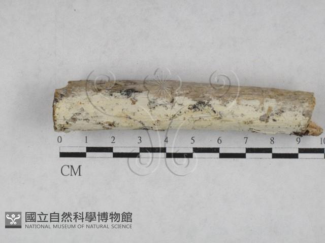 射脈菌屬藏品圖，第1張