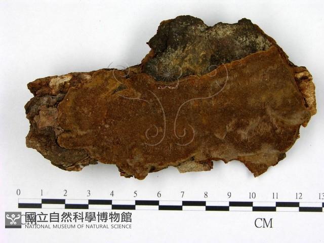 登錄號:F0008088藏品圖，第1張