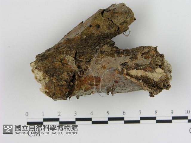 絲皮菌屬藏品圖，第1張