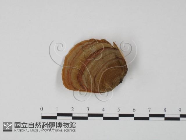 韌革菌屬藏品圖，第1張