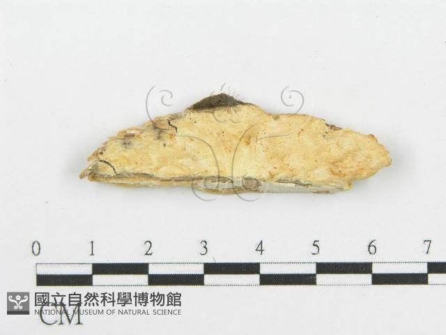 登錄號:F0006088藏品圖，第1張