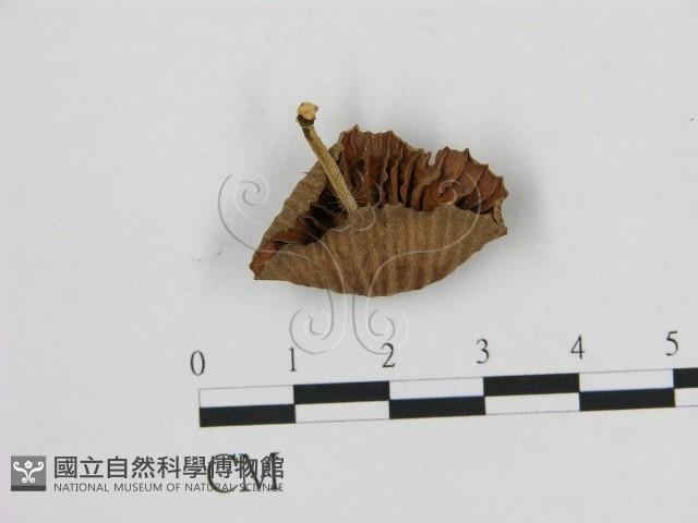 小皮傘屬藏品圖，第1張