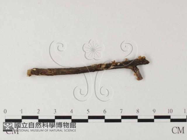 登錄號:F0011088藏品圖，第1張