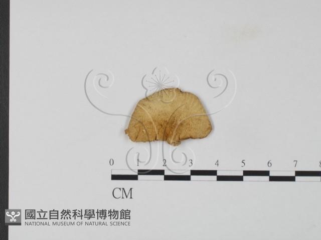 登錄號:F0024088藏品圖，第1張