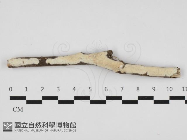 登錄號:F0004088藏品圖，第1張