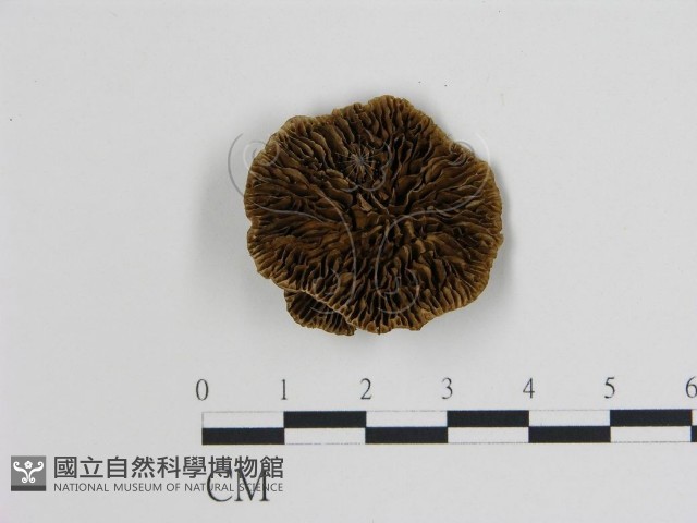 登錄號:F0014088藏品圖，第1張