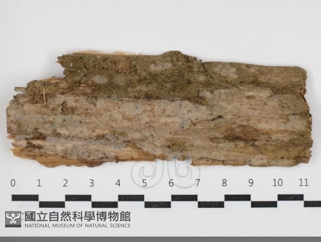 登錄號:F0034088藏品圖，第1張