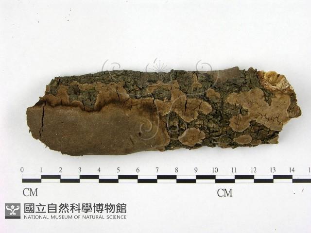 多年臥孔菌屬藏品圖，第1張