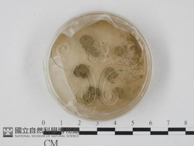 登錄號:F0002088藏品圖，第1張