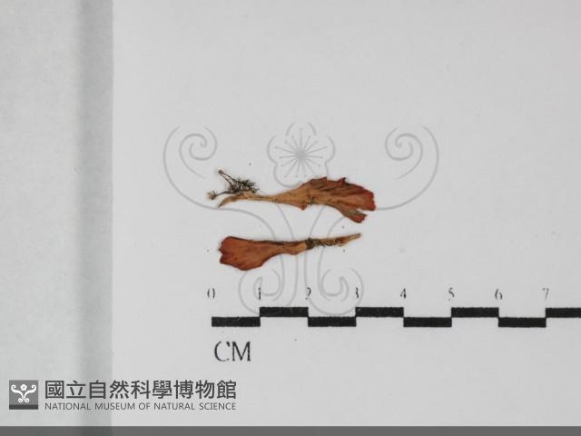 登錄號:F0032088藏品圖，第1張