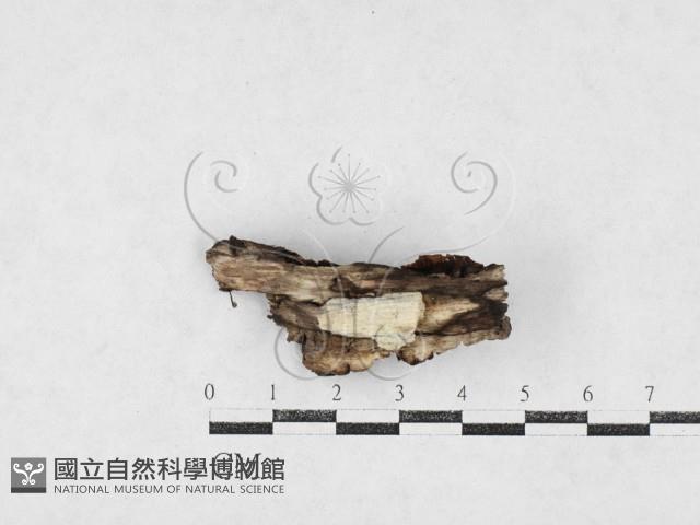 登錄號:F0027088藏品圖，第1張