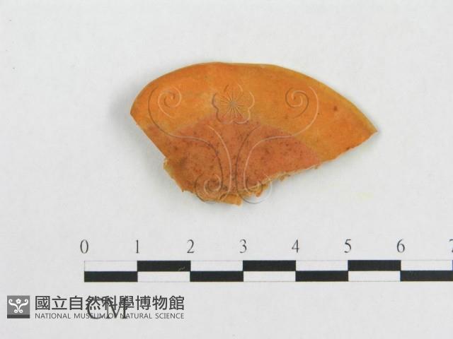 血紅密孔菌藏品圖，第1張