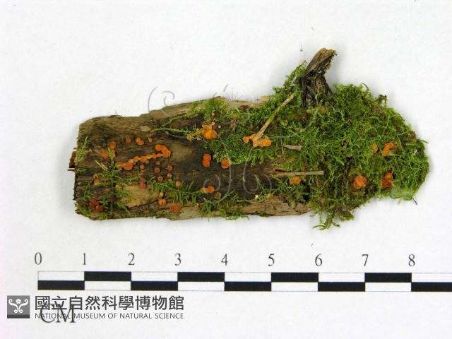 登錄號:F0017088藏品圖，第1張
