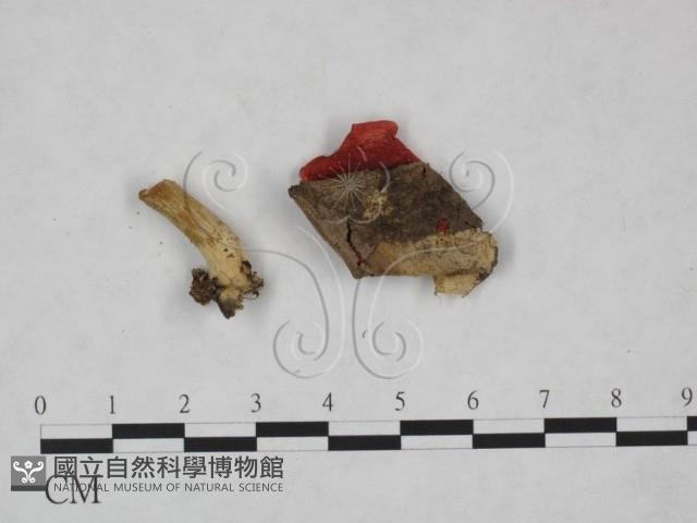 紅菇屬藏品圖，第1張