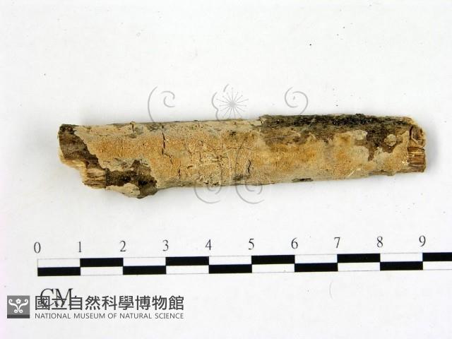 登錄號:F0005088藏品圖，第1張