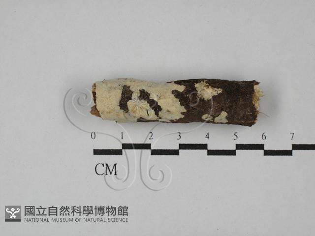 登錄號:F0029088藏品圖，第1張