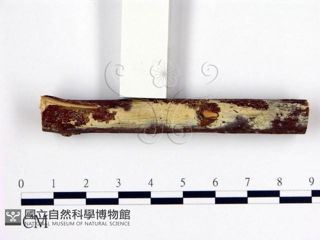 登錄號:F0009088藏品圖，第1張