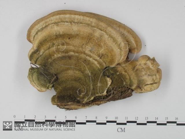登錄號:F0019088藏品圖，第1張