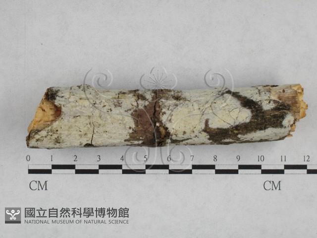 登錄號:F0028388藏品圖，第1張