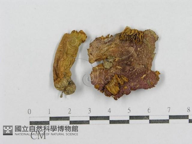 紅菇屬藏品圖，第1張
