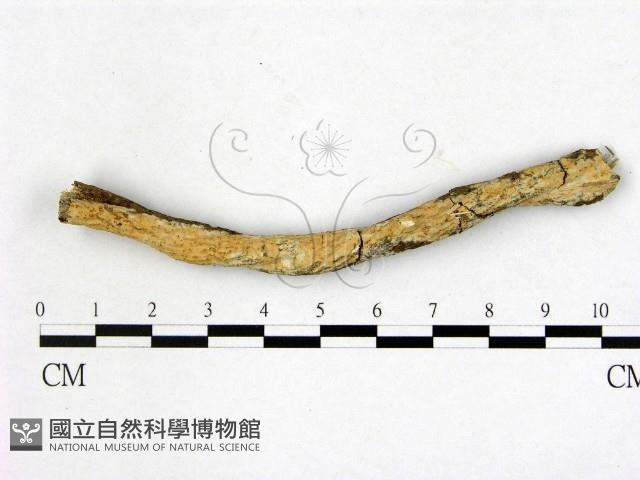 登錄號:F0020388藏品圖，第1張