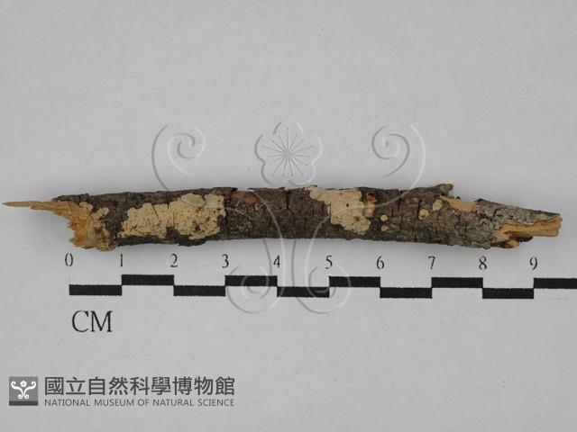 登錄號:F0000388藏品圖，第1張