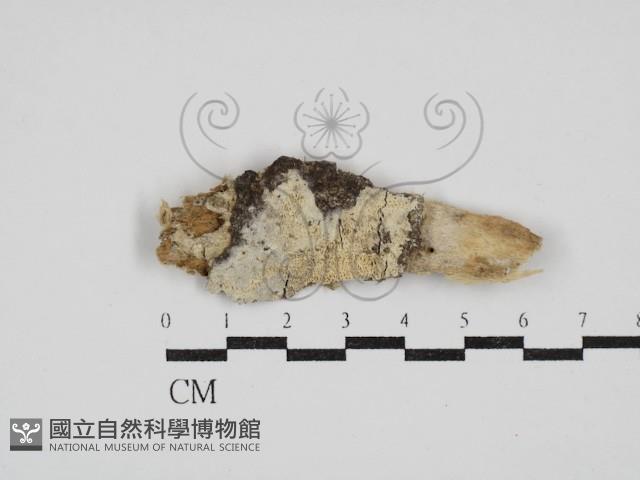 絲皮菌屬藏品圖，第1張
