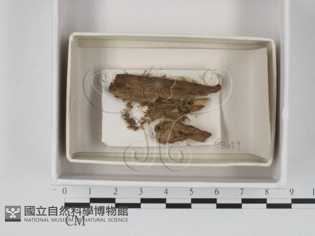 登錄號:F0021388藏品圖，第1張