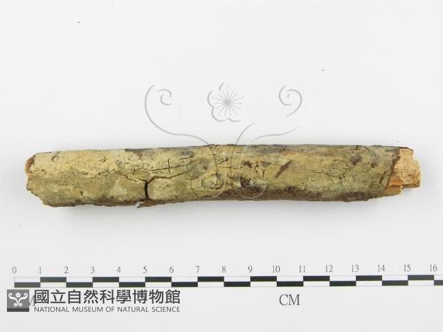 登錄號:F0001388藏品圖，第1張