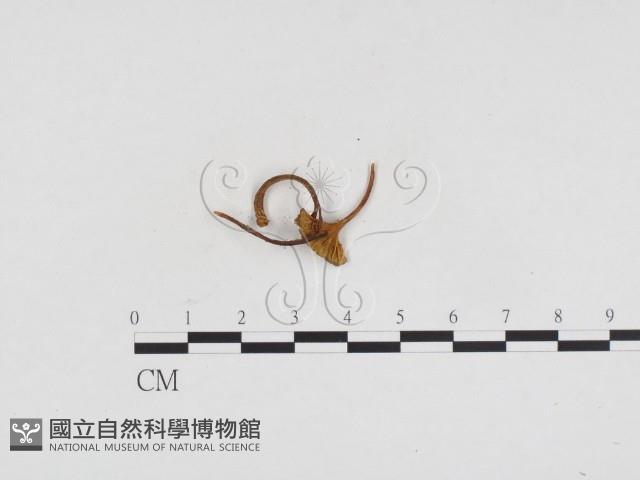 登錄號:F0024388藏品圖，第1張