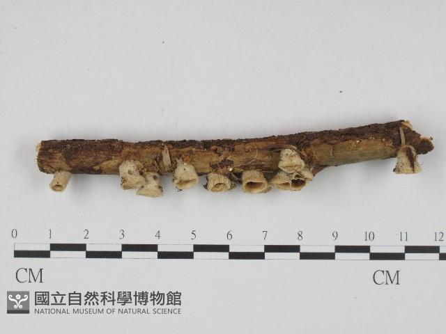 登錄號:F0004388藏品圖，第1張