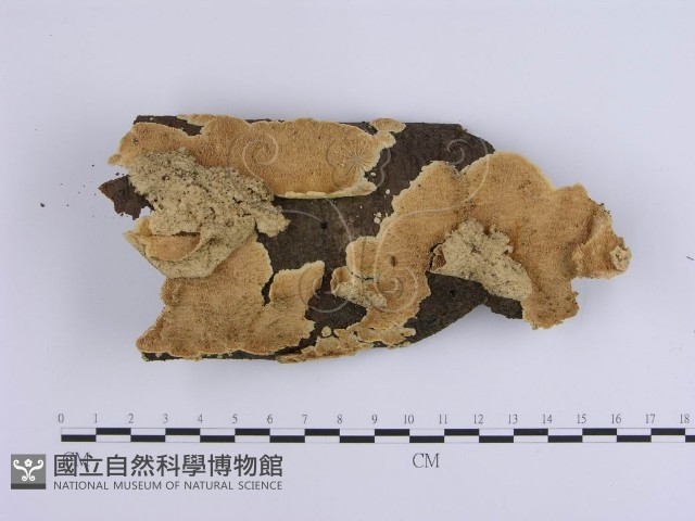 登錄號:F0002388藏品圖，第1張