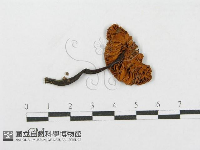 登錄號:F0012388藏品圖，第1張