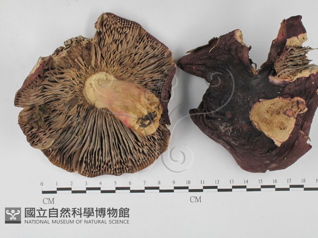 登錄號:F0027388藏品圖，第1張