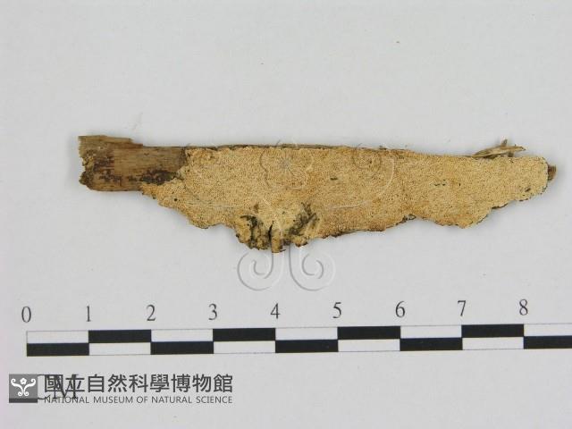 登錄號:F0017388藏品圖，第1張