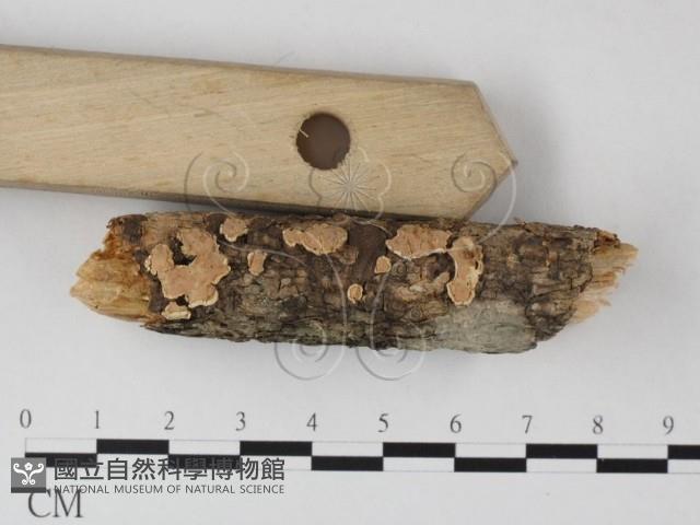 登錄號:F0025388藏品圖，第1張