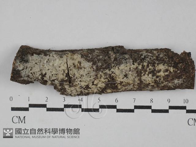 館號:F0029388藏品圖，第1張