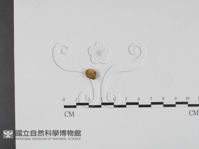 登錄號:F0009388藏品圖，第3張