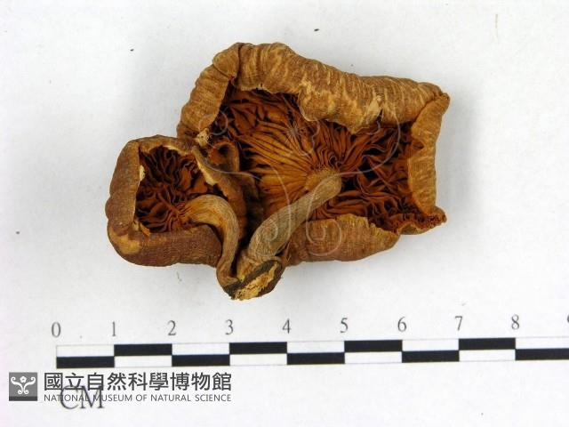 登錄號:F0019388藏品圖，第1張