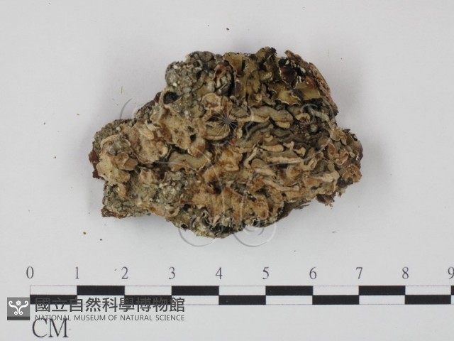 登錄號:F0008138藏品圖，第1張