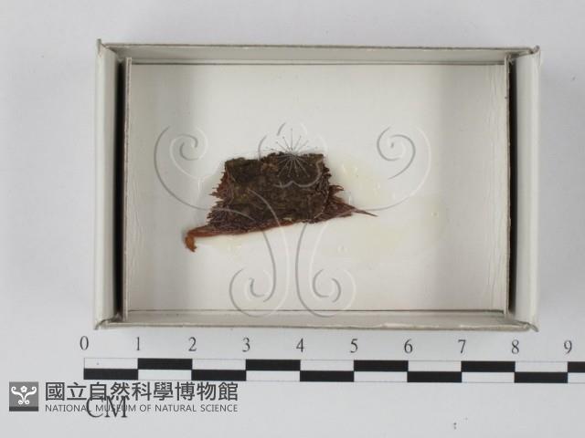登錄號:F0018138藏品圖，第1張